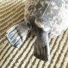 Authentic Kaiyukan Seal Plush Authentic Kaiyukan Seal Plush