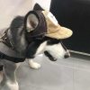 Baseball Cap for Dogs