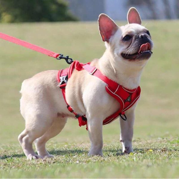 Best Adjustable Dog Harness and Leash Best Adjustable Dog Harness and Leash