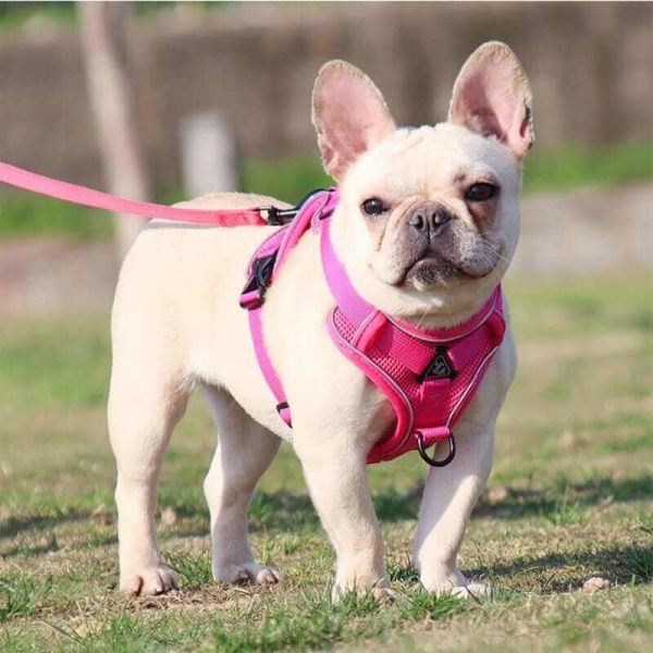 Best Adjustable Dog Harness and Leash Best Adjustable Dog Harness and Leash