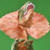Cool Dilophosaurus Plush Toy - Adorable Double Crested Dinosaur Gift for Kids Cool Dilophosaurus Plush Toy - Adorable Double Crested Dinosaur Gift for Kids