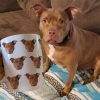 Custom Pet's Face Photo, Personalized Coffee Mug, Gift For Pet Lovers Custom Pet's Face Photo, Personalized Coffee Mug, Gift For Pet Lovers