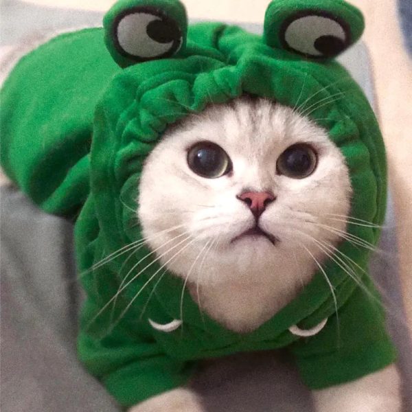 Cute AndCozy Costumes For Pet Cute AndCozy Costumes For Pet