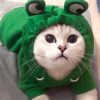 Cute AndCozy Costumes For Pet Cute AndCozy Costumes For Pet