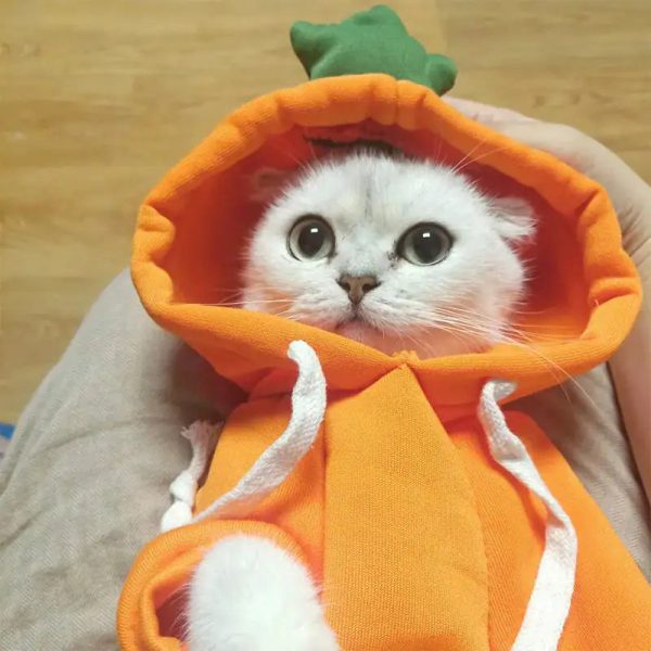 Cute AndCozy Costumes For Pet Cute AndCozy Costumes For Pet