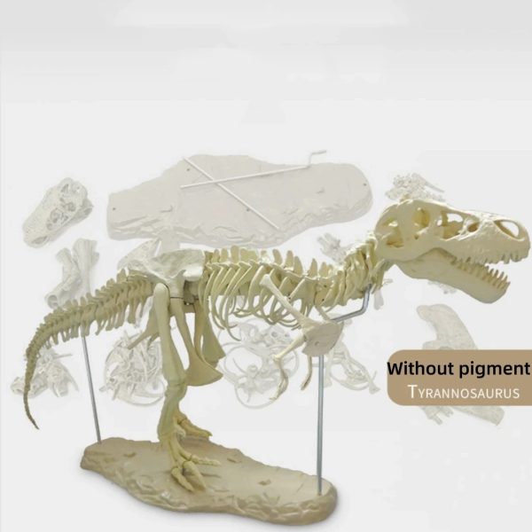 Dinosaur Skeleton Toys Ornament Simulation T-Rex Model Dinosaur Skeleton Toys Ornament Simulation T-Rex Model