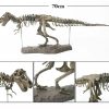 Dinosaur Skeleton Toys Ornament Simulation T-Rex Model Dinosaur Skeleton Toys Ornament Simulation T-Rex Model