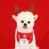 Dog Christmas Costumes Dog Christmas Costumes