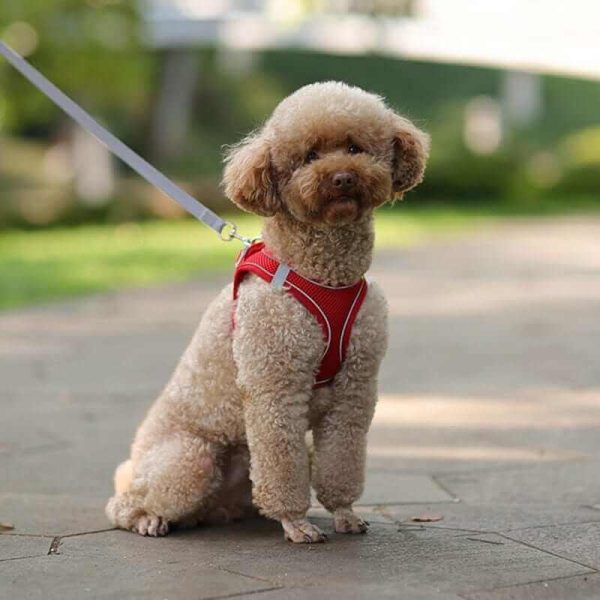 Dog Harness Vest and Leash Dog Harness Vest and Leash