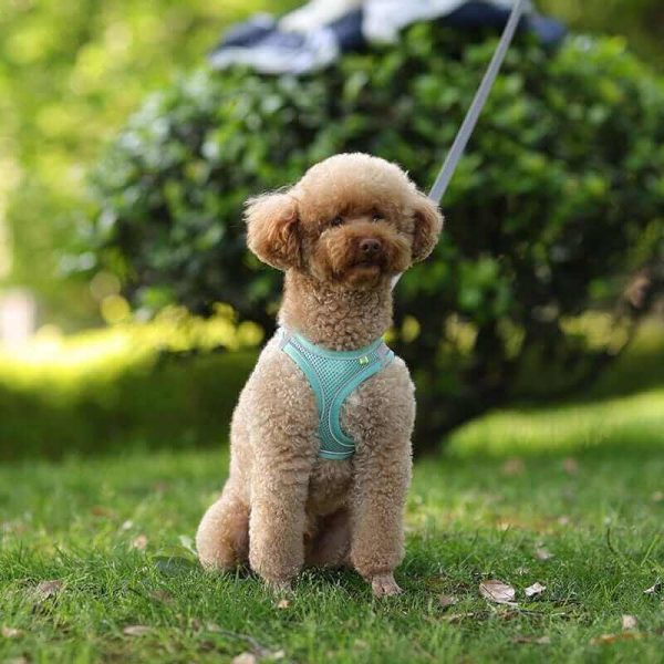 Dog Harness Vest and Leash Dog Harness Vest and Leash