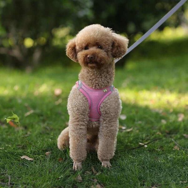 Dog Harness Vest and Leash Dog Harness Vest and Leash