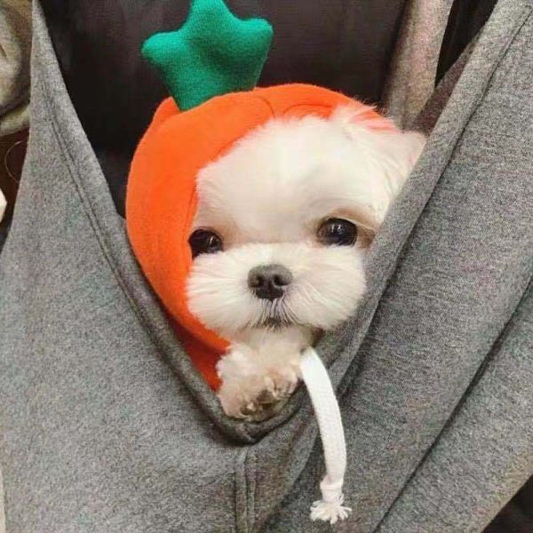Dog Winter Hoodies Dog Winter Hoodies