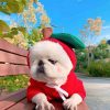 Dog Winter Hoodies Dog Winter Hoodies