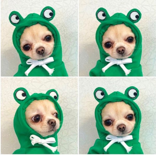 Dog Winter Hoodies Dog Winter Hoodies
