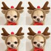 Dog Winter Hoodies Dog Winter Hoodies