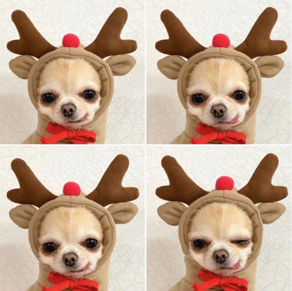 Dog Winter Hoodies Dog Winter Hoodies
