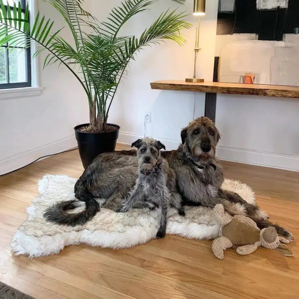 Faux Fur Dog Bed Faux Fur Dog Bed