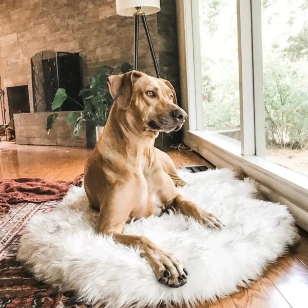 Faux Fur Dog Bed Faux Fur Dog Bed