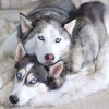 Faux Fur Dog Bed Faux Fur Dog Bed