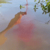 Fish Attractant Liquid