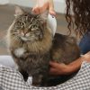 Flea Doctor Electric Flea Comb Vibrating Flea Removal for Pets Flea Doctor Electric Flea Comb Vibrating Flea Removal for Pets