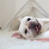 Fluffy Plush Pet Blanket Fluffy Plush Pet Blanket
