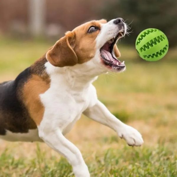 Interactive Rubber Pet Dog Toy Interactive Rubber Pet Dog Toy