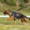 Large Dogs Training Harnesses With Pouches Large Dogs Training Harnesses With Pouches