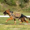 Large Dogs Training Harnesses With Pouches Large Dogs Training Harnesses With Pouches