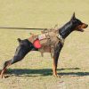Large Dogs Training Harnesses With Pouches Large Dogs Training Harnesses With Pouches