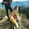 Large Dogs Training Harnesses With Pouches Large Dogs Training Harnesses With Pouches