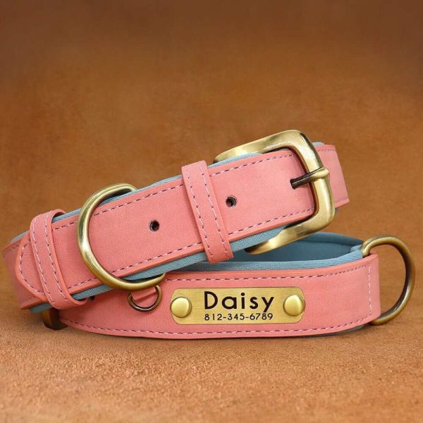 Leather ID Dog Collar Leather ID Dog Collar