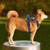 No-Pull Dog Harness With Handle No-Pull Dog Harness With Handle