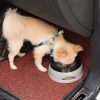 Non-Skid Travel Dog Bowl Non-Skid Travel Dog Bowl