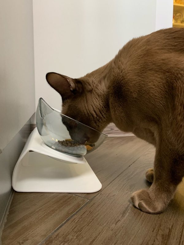 Non-Slip Double Cat Bowl Non-Slip Double Cat Bowl