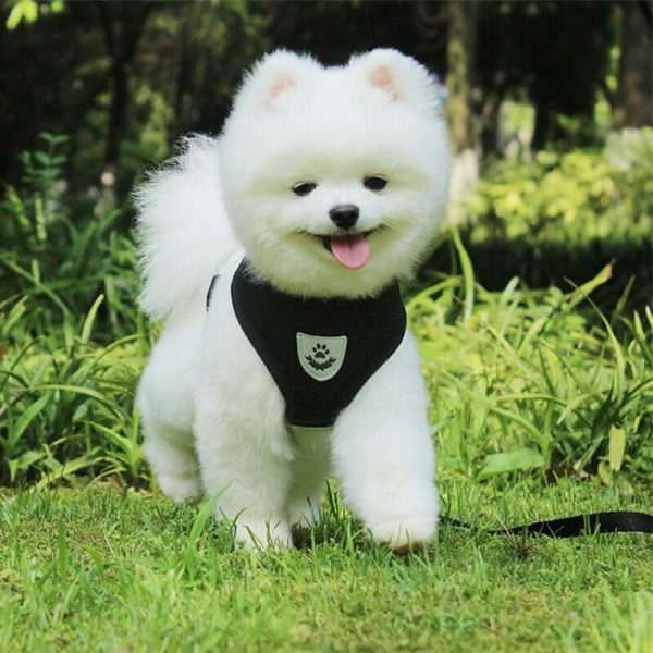 Nylon Mesh Dog Harness And Leash Nylon Mesh Dog Harness And Leash