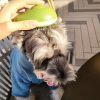 Portable Cat Grooming Massage Brush One-Button Remove Portable Cat Grooming Massage Brush One-Button Remove
