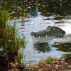 Rc Sneakyswim Alligator Toy Rc Sneakyswim Alligator Toy