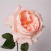 Real Touch Austin Latex Rose Bouquet Set of 5 Real Touch Austin Latex Rose Bouquet Set of 5