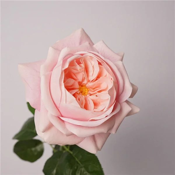 Real Touch Austin Latex Rose Bouquet Set of 5 Real Touch Austin Latex Rose Bouquet Set of 5