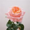 Real Touch Austin Latex Rose Bouquet Set of 5 Real Touch Austin Latex Rose Bouquet Set of 5