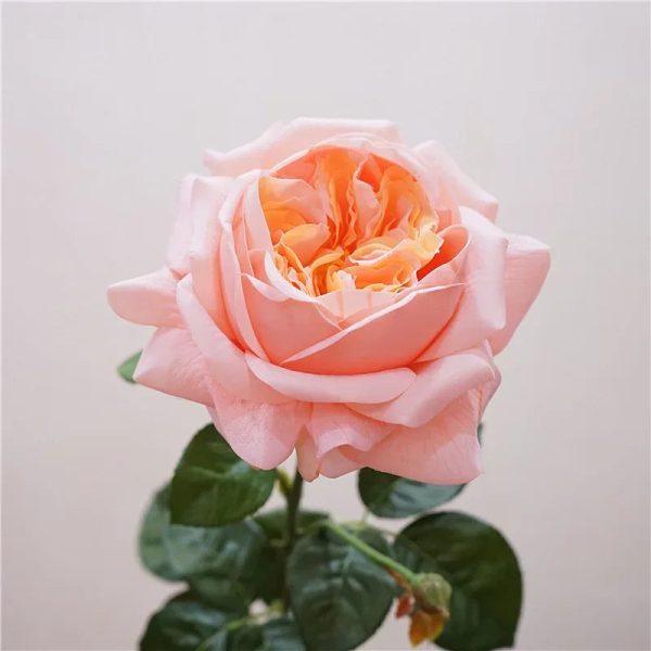 Real Touch Austin Latex Rose Bouquet Set of 5 Real Touch Austin Latex Rose Bouquet Set of 5