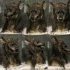 Scary Halloween Wolf Mask Scary Halloween Wolf Mask