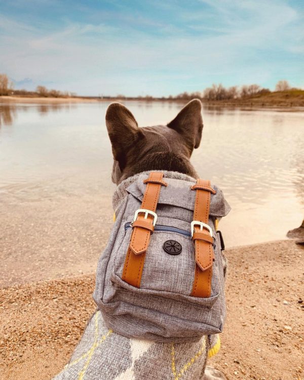 Small Dog Backpack Harness