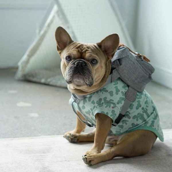 Small Dog Backpack Harness