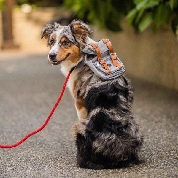Small Dog Backpack Harness