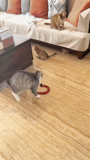 Smart Sensing Tricky Snake Toy Smart Sensing Tricky Snake Toy