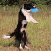 Soft Dog Frisbee Soft Dog Frisbee