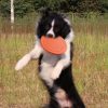 Soft Dog Frisbee Soft Dog Frisbee