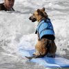 Stylish Dog Life Vest Stylish Dog Life Vest